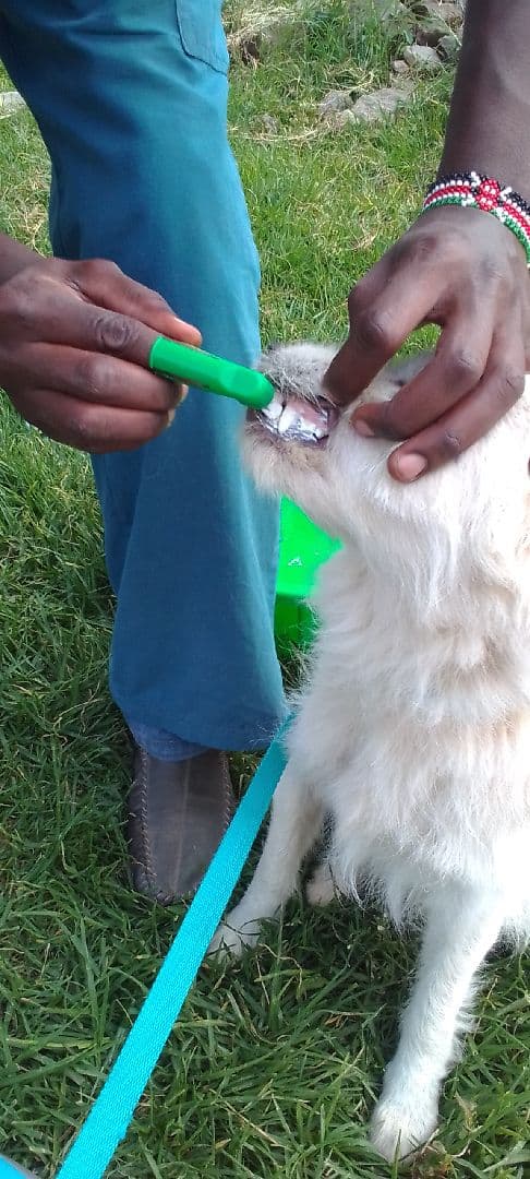 Teeth brushing to prevent bad breath