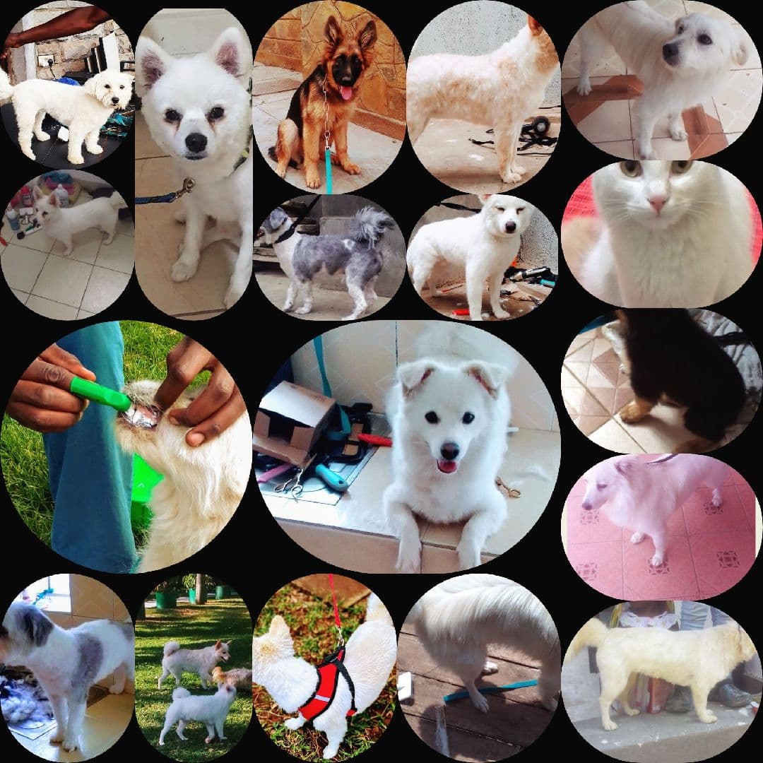 FURR PAWS PET GROOMING